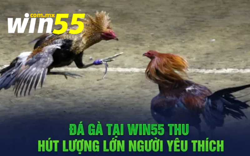 Tỷ lệ kèo đá gà tại Win55 thu hút lượng fan lớn